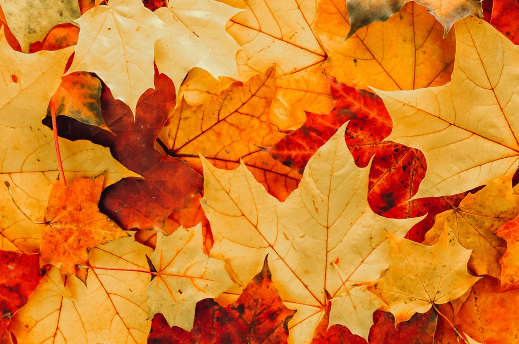 Pomegranate London Autumn 2024 Gift Guide