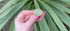 Prehnite Oval Pebble Ring