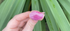 Pink Sapphire Rosecut Gemstone Ring