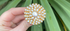 Pearl Pachi Work Wood Ring