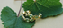 Luna Peridot Hoop Earrings