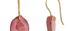 Fine Gold & Pink Colour Zone Tourmaline Earrings