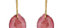 Fine Gold & Pink Colour Zone Tourmaline Earrings
